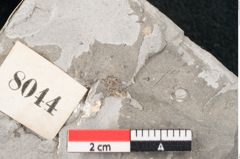 Foto (Detailansicht) von Sophora europaea Unger (NHMW-GEO-2024-0188-8044)